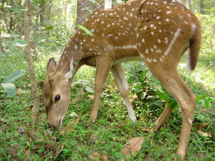 The state Department of Environmental Conservation is hoping to stabilize deer populations.