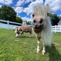 <p>Stewie Vuitton and some of his friends at Lifting Spirits.</p>