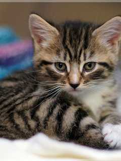 Putnam Humane Society Cuts Cat Adoption Fees During Three-Day Event