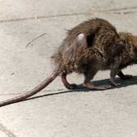 Aw, Rats: DC Earns Dubious Distinction Among US Cities In Newly Released Ranking