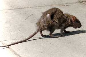 Aw, Rats: DC Earns Dubious Distinction Among US Cities In Newly Released Ranking