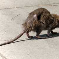 <p>Street rats are taking over the city, according to a new report.</p>