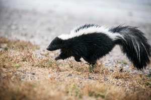 Rabid Skunk Found In Camden County