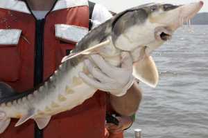 Sturgeon Population Recovering In Hudson