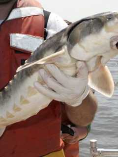 Environment Group Will Sue Over Rise In Sturgeon Deaths From Bridge Work