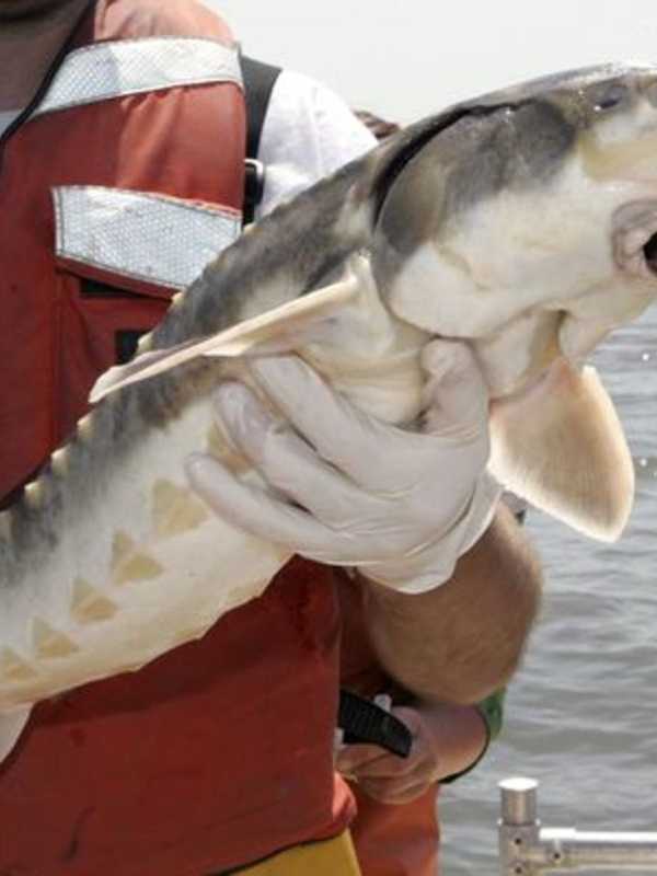 Environment Group Will Sue Over Rise In Sturgeon Deaths From Bridge Work