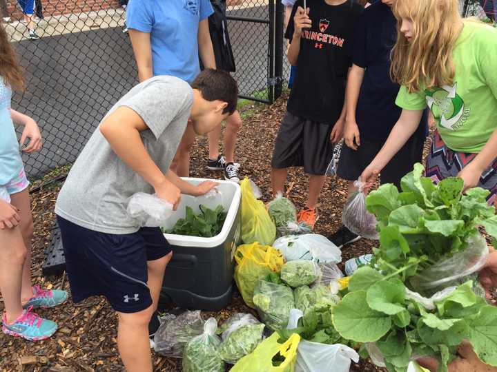 Green Team members and volunteers weigh and package the produce they harvested.