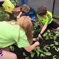 <p>Green Team members tend to the garden beds and transfer plants to different plots.</p>