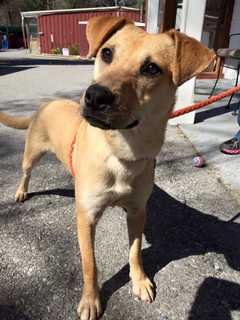 Sunny Is The SPCA Of Westchester's Pet Of The Week