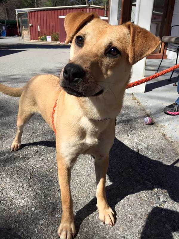 Sunny Is The SPCA Of Westchester's Pet Of The Week