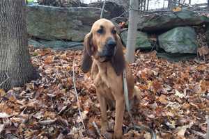 Search Suspended For Missing Police Dog In Danbury, Will Resume In Morning