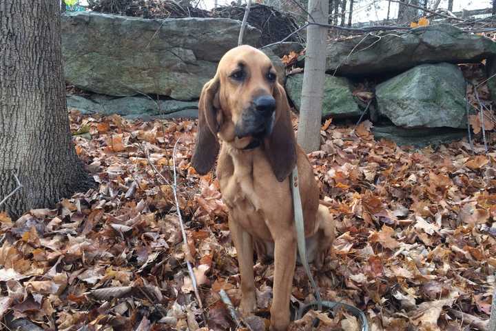 Search Suspended For Missing Police Dog In Danbury, Will Resume In Morning