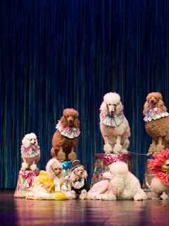 Stamford's Avon Theatre Goes 'To The Dogs'