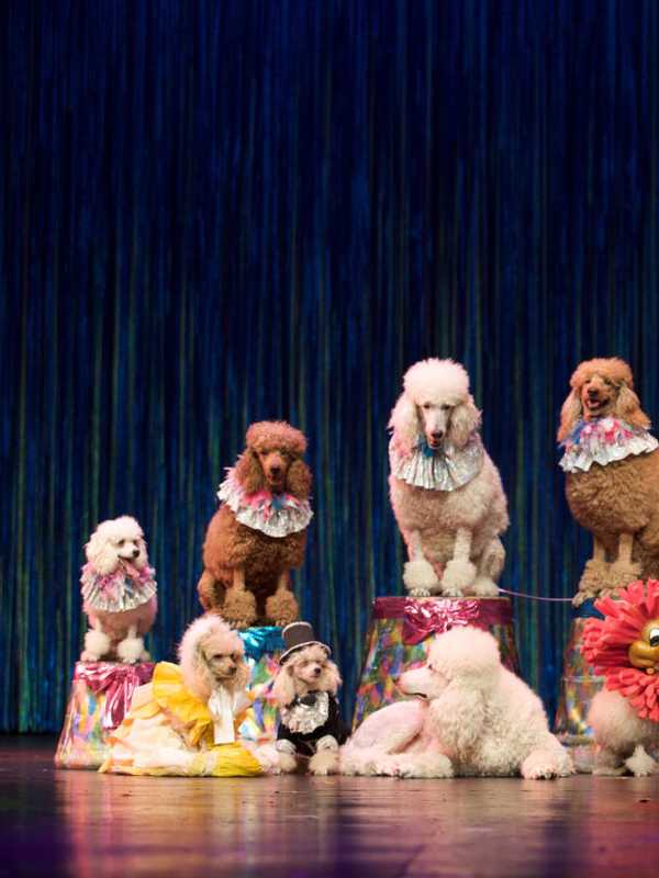 Stamford's Avon Theatre Goes 'To The Dogs'