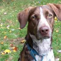 Thor Is SPCA Pet Of The Week