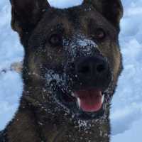 CT Police Department Mourns Loss Of Beloved K9