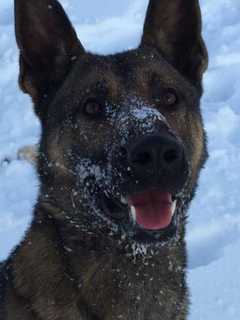 CT Police Department Mourns Loss Of Beloved K9