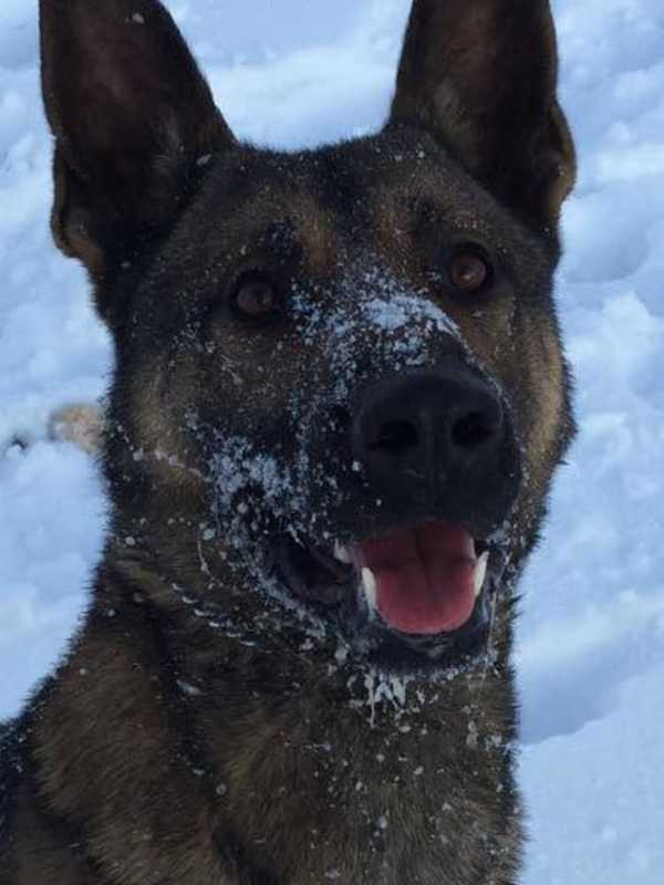 Vernon Police Department Mourns Loss Of K9