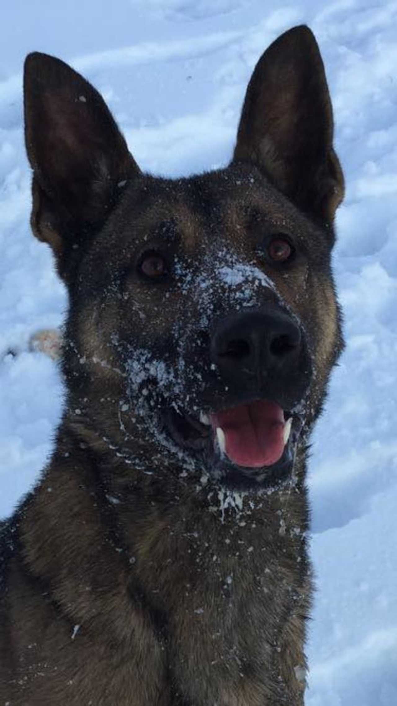 CT Police Department Mourns Loss Of Beloved K9 | Fairfield Daily Voice