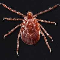 Alert Issued After Tick Species Found To Be Established In Fairfield