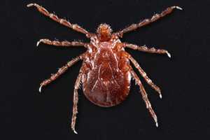 Fairfield County Town Issues Alert After Tick Species Found To Be Established In Area