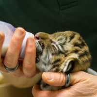 <p>Staffers at Beardsley Zoo in Bridgeport are working around the clock to save two tiger kittens rejected by their mom.</p>