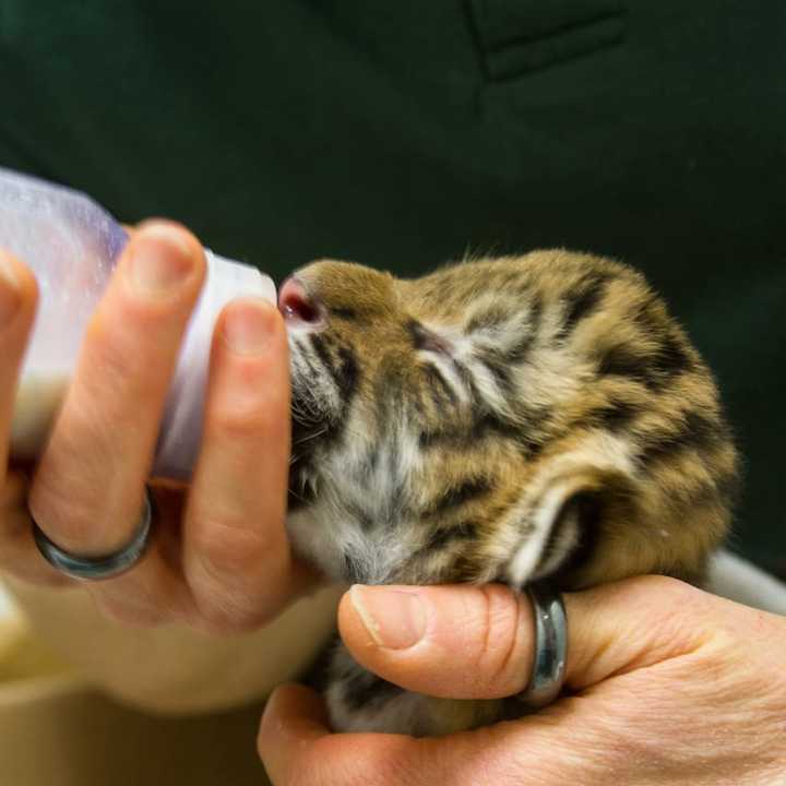 Staffers at Beardsley Zoo in Bridgeport are working around the clock to save two tiger kittens rejected by their mom.