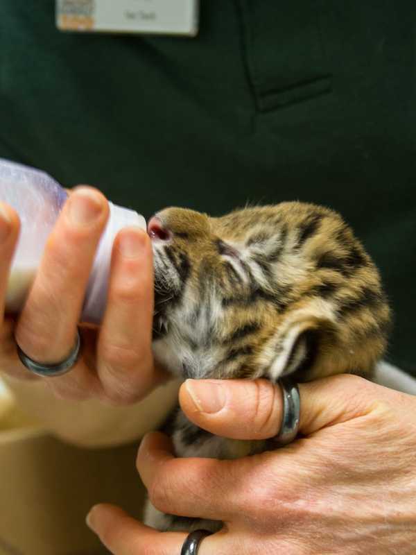 Beardsley Zoo Staff Works Around The Clock To Save Weeks-Old Tiger Kittens