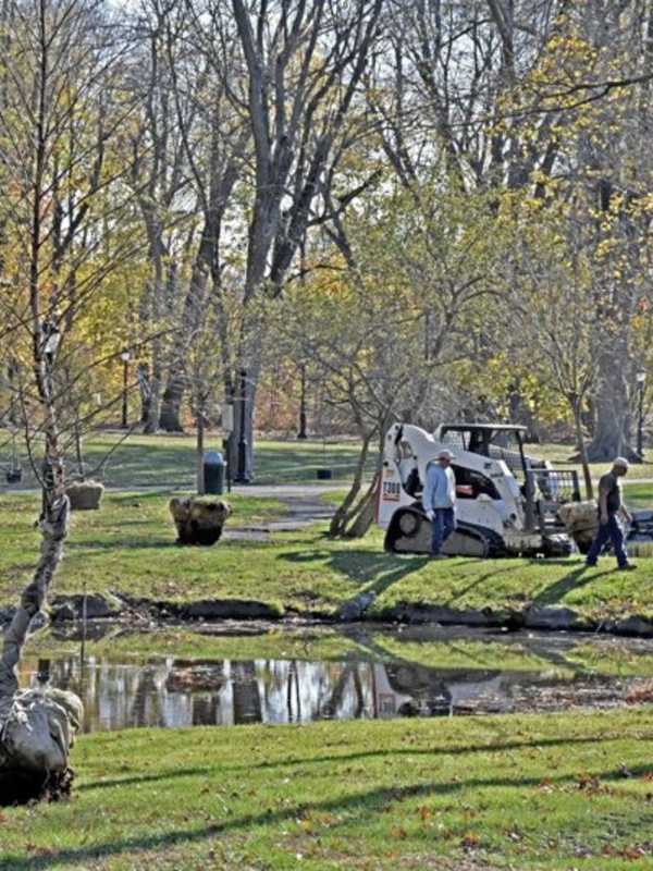 Tree Conservancy Of Darien Plants Trees In Honor Of Late Resident