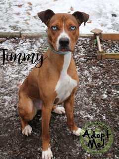 Meet Timmy, Hi Tor Animal Care Center's 'Pet Of The Week'