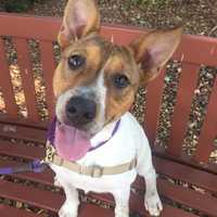 Tonya Is SPCA Pet Of The Week