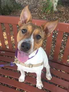 Tonya Is SPCA Pet Of The Week