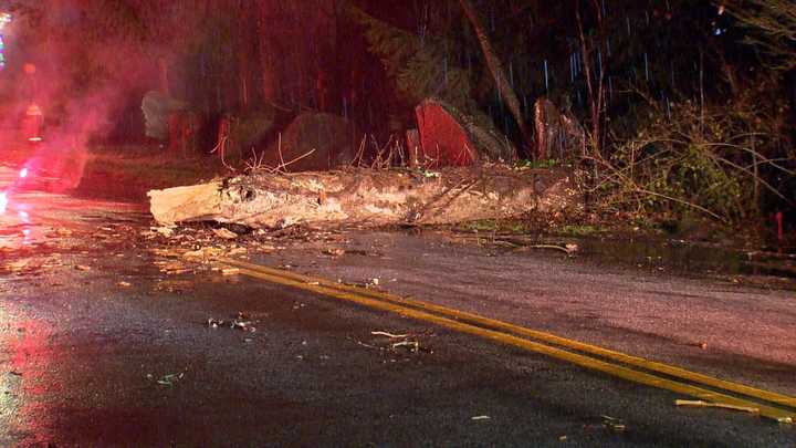 A downed tree during the storm system that swept through the region this past Sunday, Dec. 10 into Monday, Dec. 11.