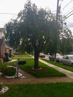 Glen Rock Residents: Want A Tree Out Front?