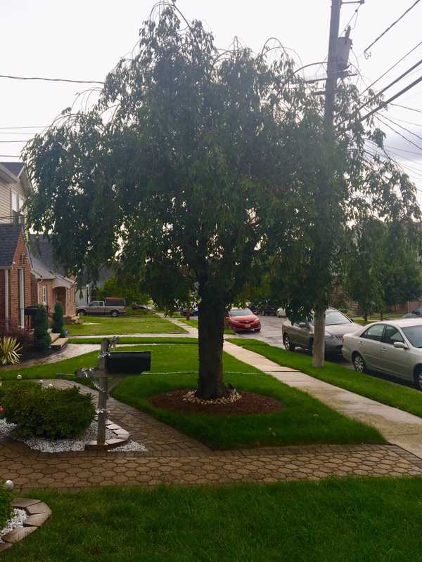 Glen Rock Residents: Want A Tree Out Front?