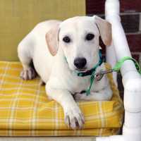 Multidrug-Resistant Campylobacter Linked To Pet Store Puppies Infects 30 People