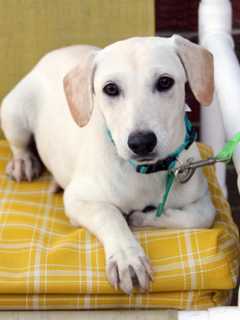Bergen County Animal Response Team Looking For Volunteers
