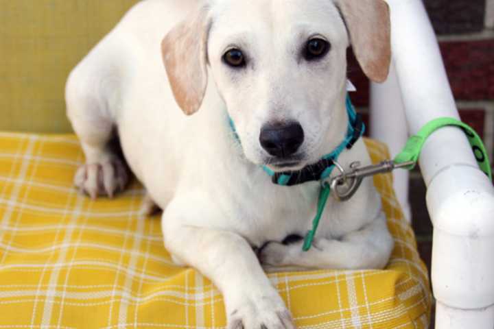 Multidrug-Resistant Campylobacter Linked To Pet Store Puppies Infects 30 People