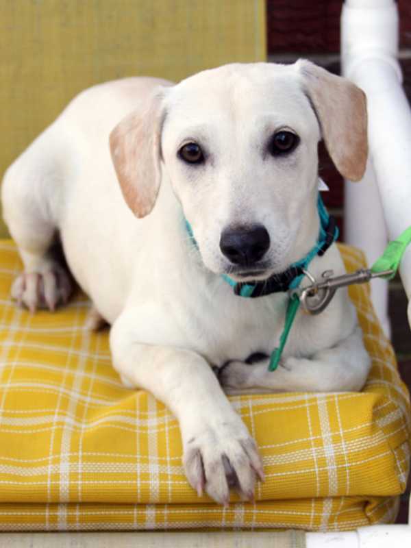 Bergen County Animal Response Team Looking For Volunteers