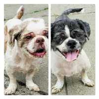 Dogs Abandoned Without Food Or Water Inside Foreclosed Newark Home: AHS