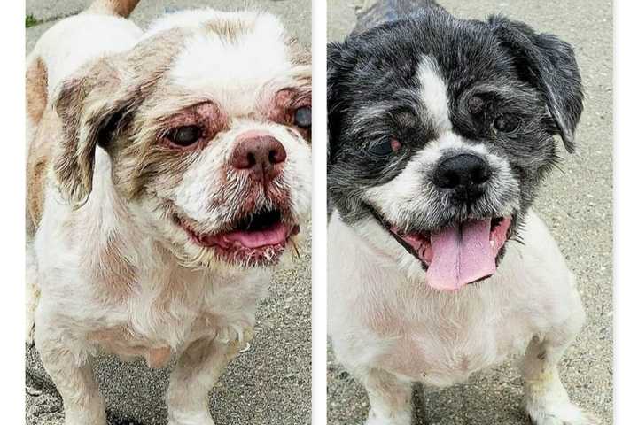 Dogs Abandoned Without Food Or Water Inside Foreclosed Newark Home: AHS