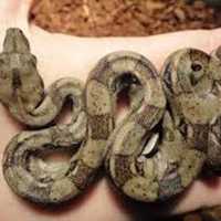 Nearly 9-Foot Long Boa Constrictor On Loose In Connecticut