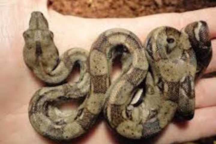 Nearly 9-Foot Long Boa Constrictor On Loose In Connecticut