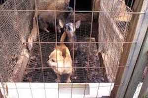 Yorktown Town Board Passes Law To Ban Puppy Mills