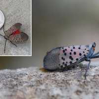 <p>The New York Department of Agriculture is urging residents who encounter the invasive spotted lanternfly to immediately kill the insect.</p>