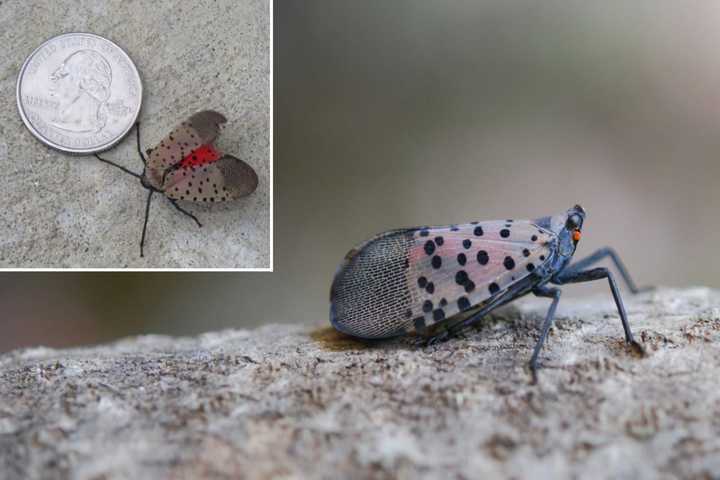 Spotted Lanternfly Confirmed In These NY Counties