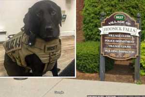 Mickey, Retired Police K9 In Capital District, To Be Euthanized Following Cancer Battle