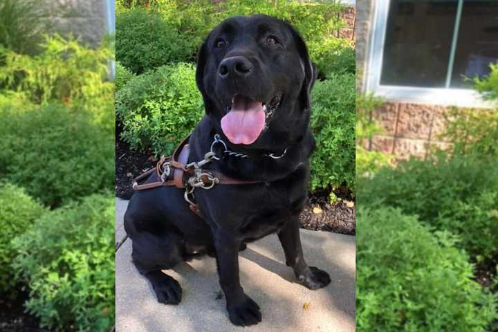 Milton, a 3-year-old black Labrador retriever, died in July 2022 after being left in a hot van for more than five hours.