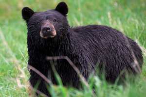 Brazen Black Bear Kills Miniature Donkey In Columbia County