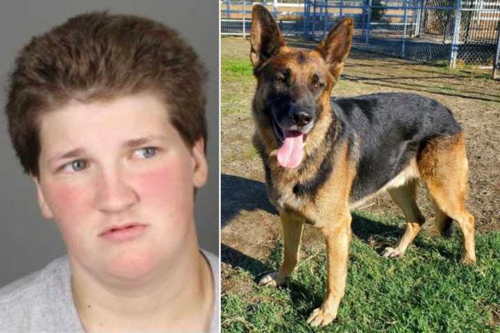 Elisa Sumner, age 27, was arraigned on a five-count indictment in Albany County Court on Monday, Dec. 19, for allegedly killing a German Shepherd (not pictured) and abusing four other dogs.